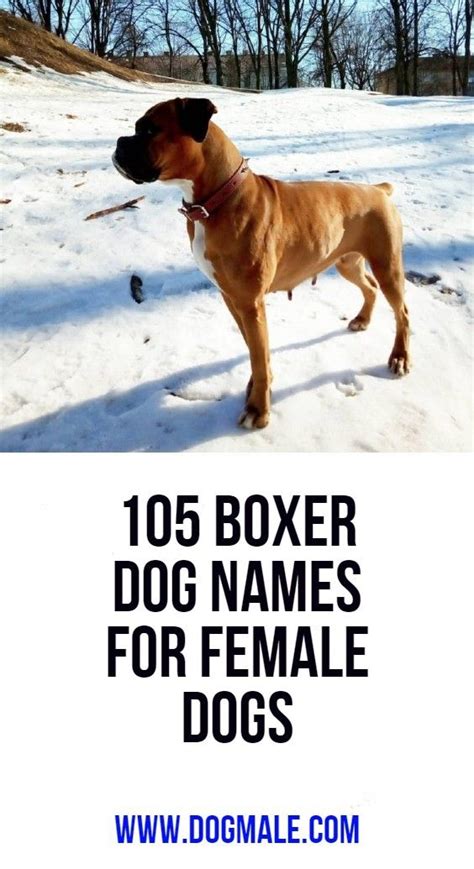 female boxer dog names unique|women boxers named willow.